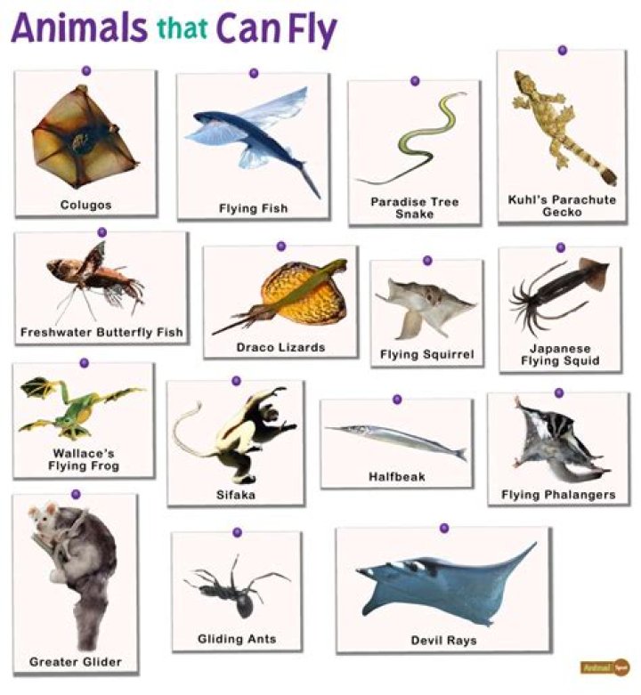 Discover: The Animal That Embodies New Beginnings