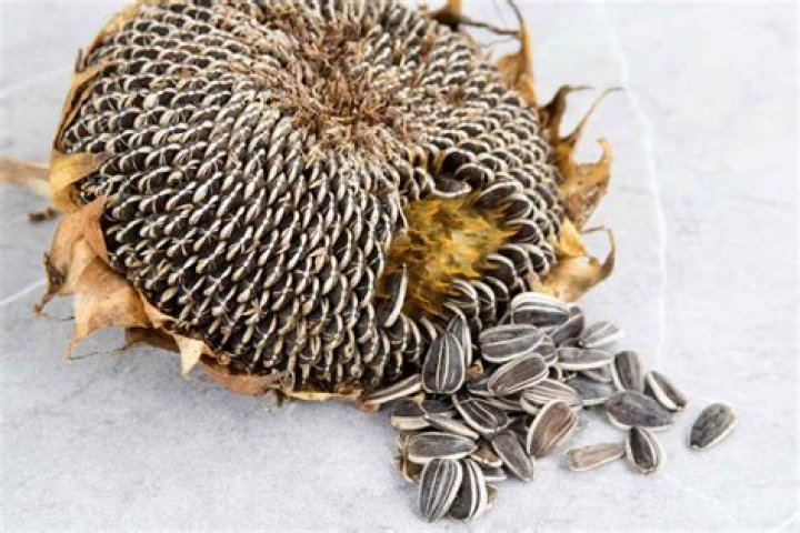 Discovering The Best Whole30 Sunflower Seeds Manufacturer