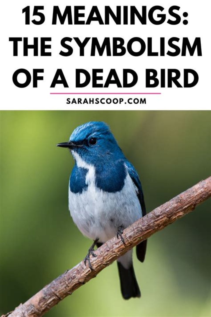 The Enigmatic Symbolism Of The Bird Of Death