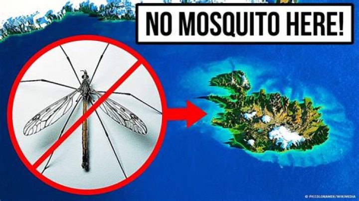 Unraveling The Mystery: Are Mosquitoes On The Beach?